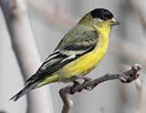 Beginning Birding Graphic