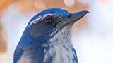 Birding Up Close: How to Attract Birds to your Home Graphic