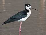 Birds of the Wetlands Graphic